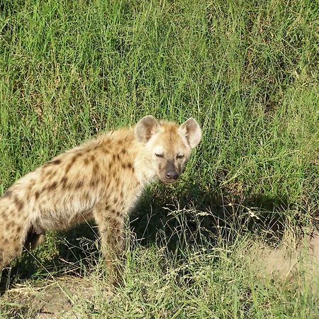 Thornybush Simbambili Lodge 사비샌드 외부 사진