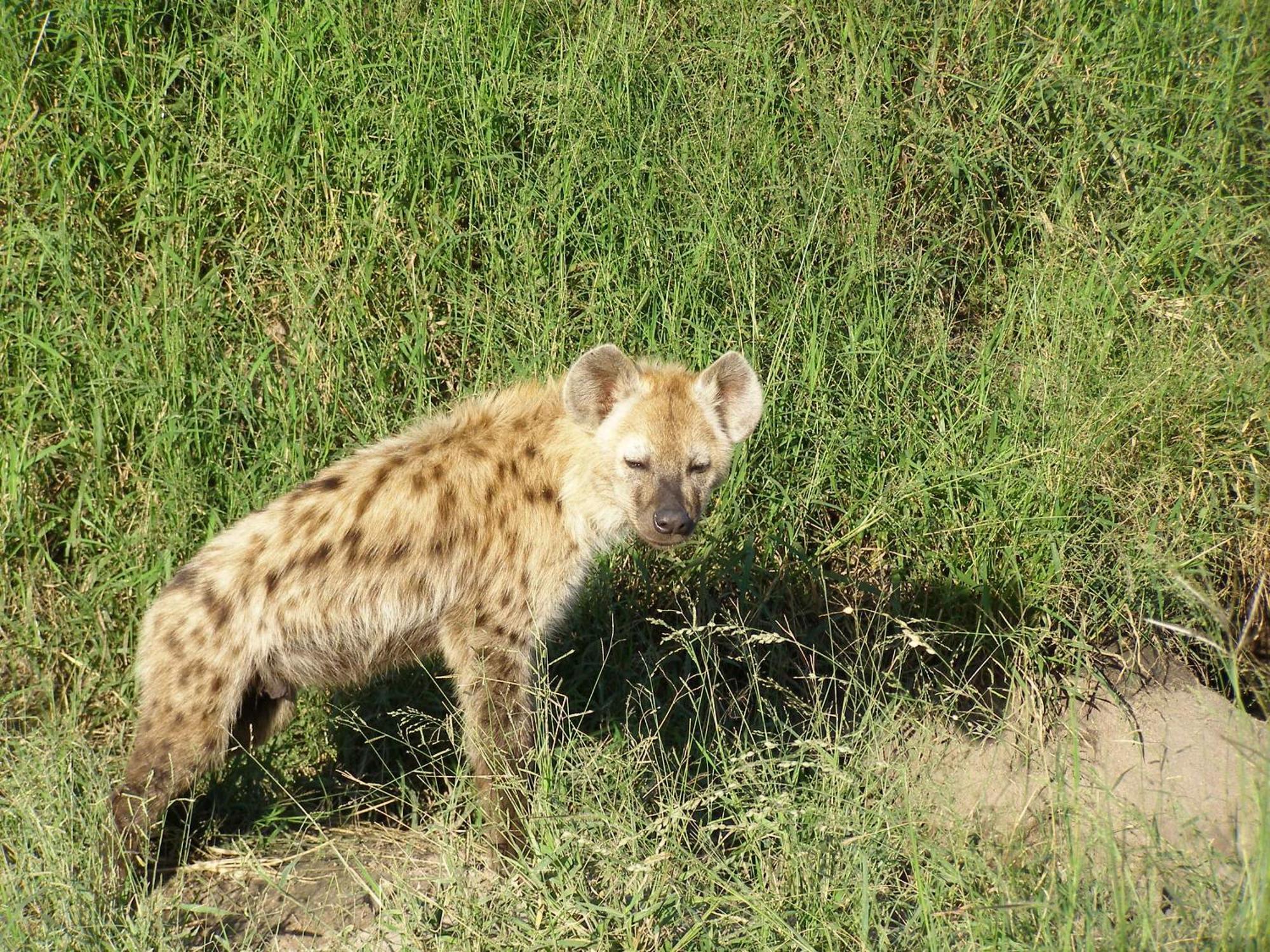 Thornybush Simbambili Lodge 사비샌드 외부 사진